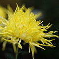 写真: 黄色い江戸菊