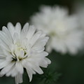 写真: 白い菊