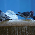 写真: 噴水と鳩
