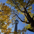 写真: 秋のマリンタワー