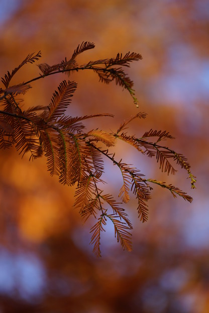 写真: メタセコイアの葉