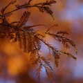 写真: メタセコイアの葉