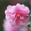 写真: ピンクの山茶花