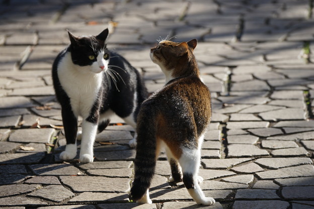 写真: 猫喧嘩