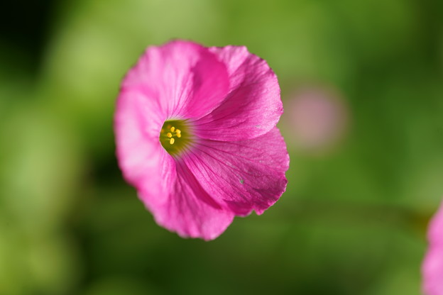 写真: ピンクの花