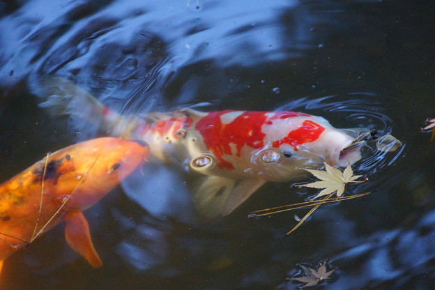 写真: 枯れ葉と鯉
