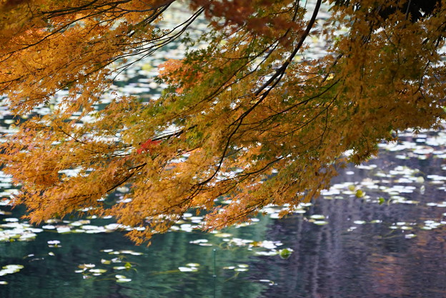 写真: 晩秋の三ッ池公園