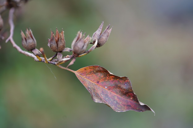 写真: ヒメシャラの種と葉