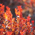 写真: ドウダンツツジの紅葉