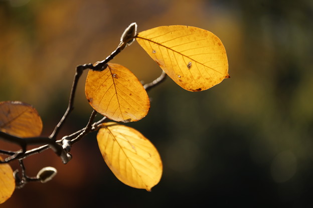 写真: 木蓮の葉と蕾