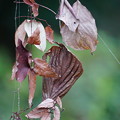 写真: 蜘蛛の巣の枯れ葉