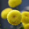 写真: 黄色い菊
