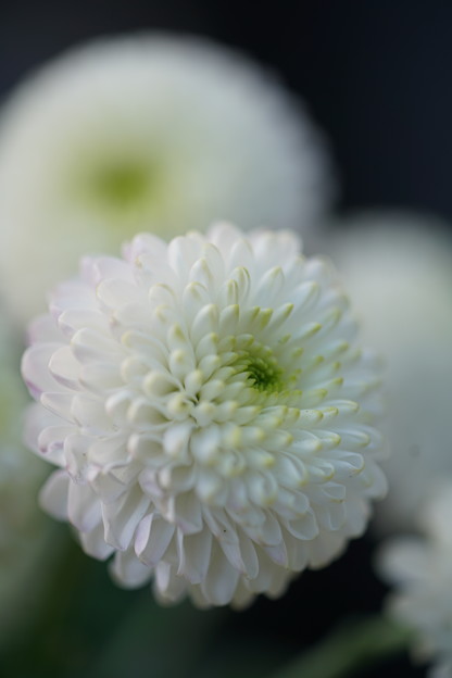 写真: 白い菊
