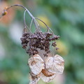 写真: イワガラミの種