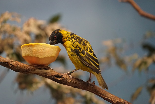 写真: 柿食う鳥