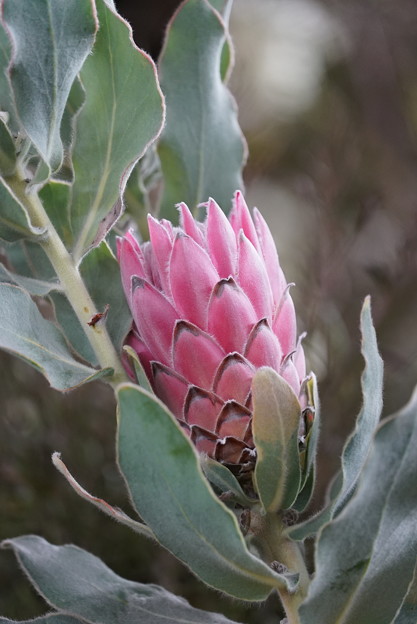 写真: 南アフリカの花