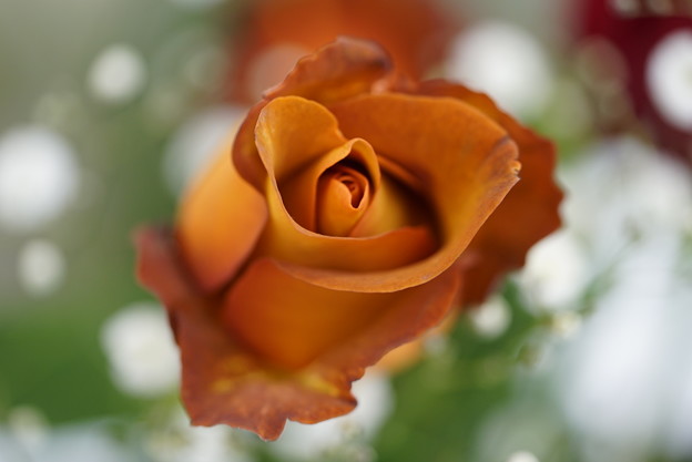 写真: 茶色い薔薇