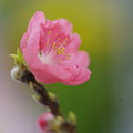 写真: ピンクの花桃