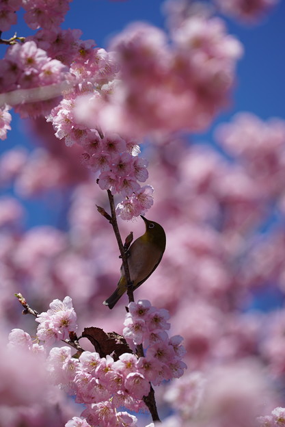 写真: メジロと桜