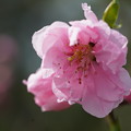 写真: 花桃の花