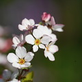 写真: 早春の花