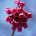 写真: 寒緋桜