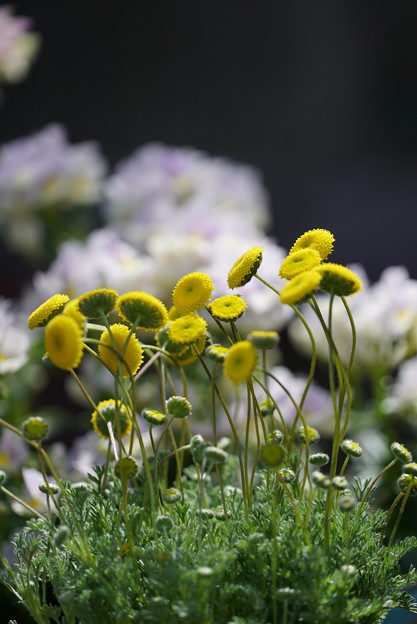 写真: 黄色い小さな花