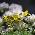 写真: 黄色い小さな花