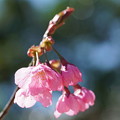 写真: 湘南緋桜