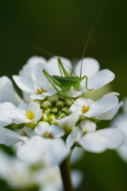 写真: 緑の昆虫
