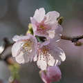 写真: 大寒桜