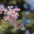 写真: 枝垂れ桜