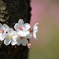 写真: 銅咲き桜