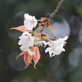 写真: 山桜