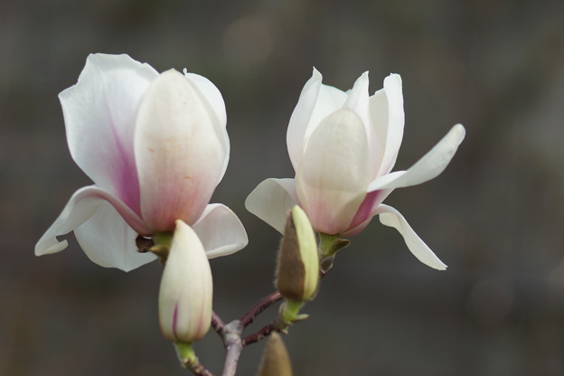 写真: 木蓮の花