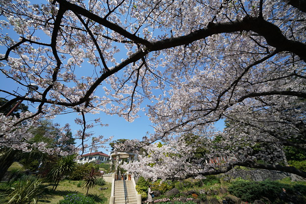 写真: 港が見える丘公園の桜
