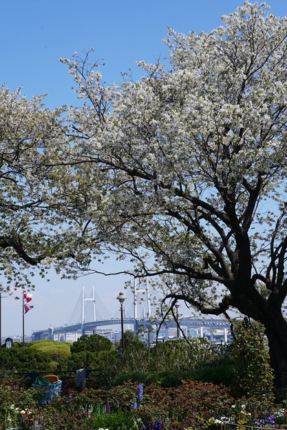 写真: 港の見える丘公園の桜