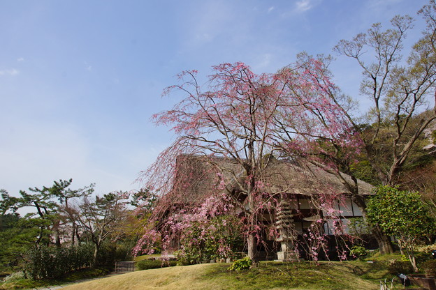 写真: 春の鶴翔閣