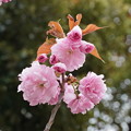 写真: 八重桜