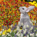 写真: 花壇のウサギ