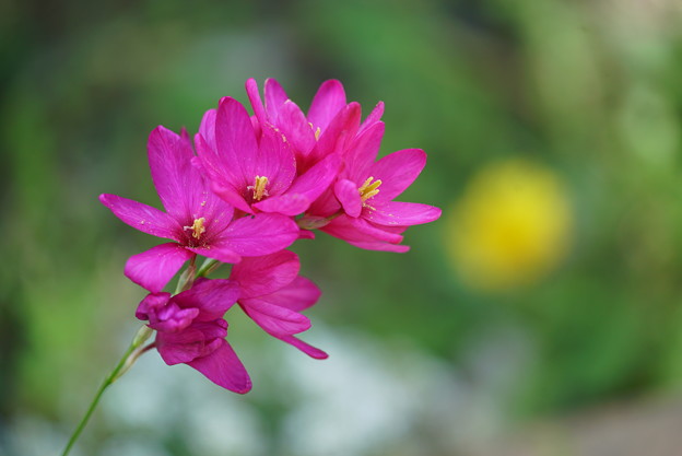 写真: 花壇の花