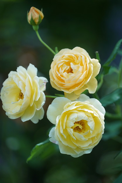 写真: 黄色い薔薇