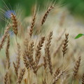 写真: 小麦
