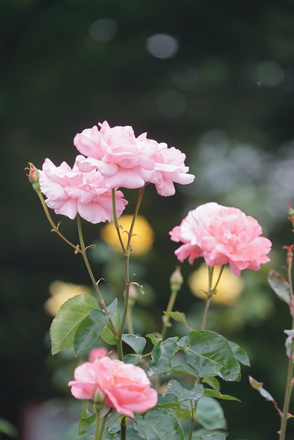 写真: 初夏の薔薇
