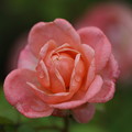 写真: 雨の日の薔薇