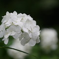 写真: 白い紫陽花