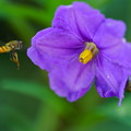 写真: アブと紫宝花