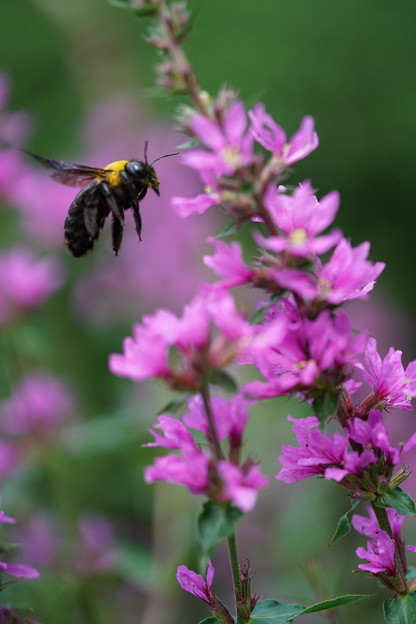 写真: 花とクマバチ
