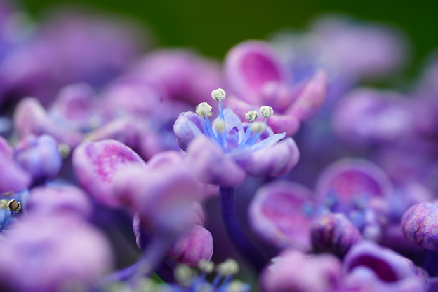 写真: おたふく紫陽花