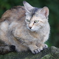 写真: 石の上の猫